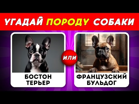 Видео: 🐾 Угадай породу собаки! 🐶 | Quiz Guess