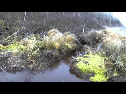 Видео: Как я охочусь на бобров 3. С подхода.