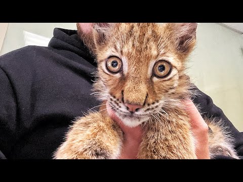 Видео: ВРАЧИ НЕ ОЖИДАЛИ ТАКОГО! Спасённый Рысёнок В КЛИНИКЕ! Госпиталь Дикой Природы рассказывает про Тимку