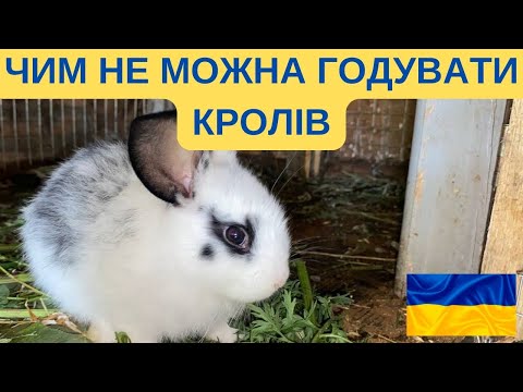 Видео: ЧИМ НЕ МОЖНА ГОДУВАТИ КРОЛІВ@КУРИ В ГАРАЖI