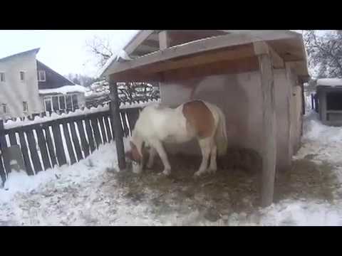 Видео: Уход за лошадью. Кормление зимой.