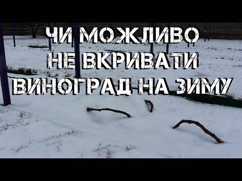 Видео: Чи можливо не вкривати виноград на зиму 2024