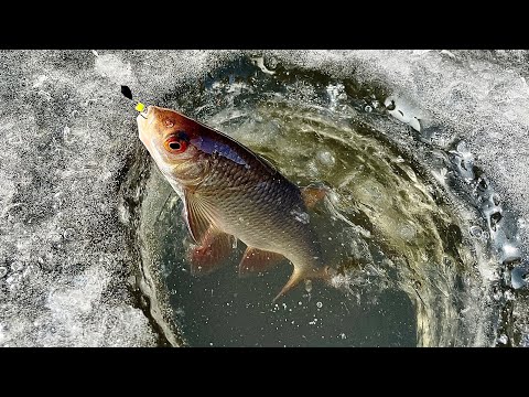 Видео: РЫБАЛКА НА СТАРИКЕ РЕКИ Березина в Беларуси 2025. Плотва, окунь и судак со щукой