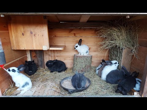 Видео: 🐇КРОЛИКИ🐇 ДЕРЕВНЯ⛪ГЕРМАНИЯ