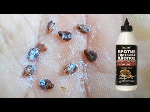 Видео: Во что превратились клопы после Гектора в обычном диване (погибли даже тараканы)