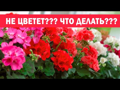Видео: 🌸Герань не цветет, что делать??? Как правильно выращивать пеларгонию? 5 секретов цветения герани🌸