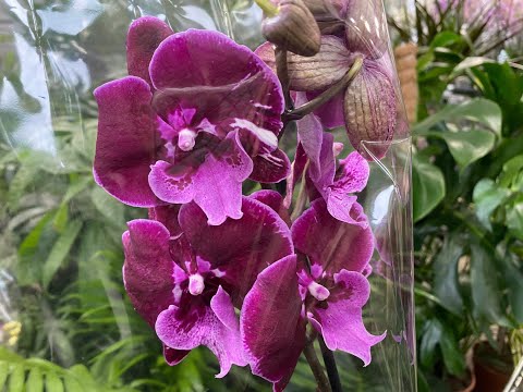 Видео: "ФЛОРА ГРУПП" НОВЫЙ ЗАВОЗ ШИКАРНЫХ ЦВЕТОВ😍😍😍🛒🌼🌺🌹