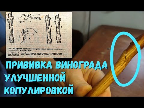 Видео: Прививка винограда улучшенной копулировкой.