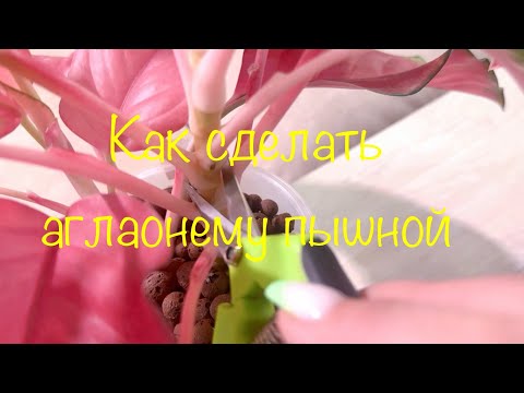 Видео: Как сделать Аглаонему пышным кустиком