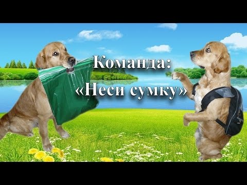 Видео: Дрессировка собаки. Команда: НЕСИ СУМКУ !