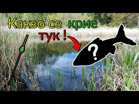 Видео: НЕОЧАКВАХ ДА ХВАНА ТОВА!СТРАХОТЕН БОНУС!Риболов в с  РУДАРЦИ през ЗАБРАНАТА!FLOAT fishing for RUDD!