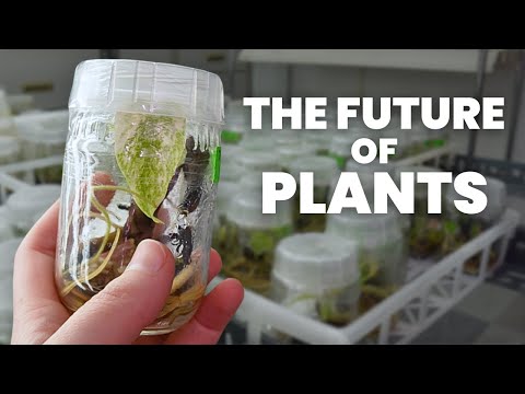 Видео: Эта лаборатория создает новые растения