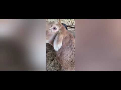 Видео: 5 ноября 2025 г.