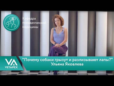 Видео: Кафедра Поведенческой медицины. Ульяна Яковлева - "Почему собаки грызут и разлизывают лапы?"