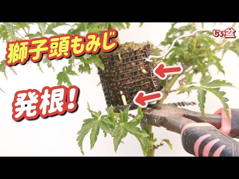 Видео: [Клён Шишигашира] Успешное создание клона! ✨ / Для начинающих / Как сделать бонсай