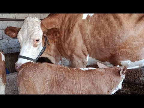 Видео: +992904188723☎️ЯК САР ГОВИ СИММЕНТАЛИ ТОЗЗА ГЕРМАНСКИ  ОРИГИНАЛ ОМАД, ЮТУБА ИНШАЛЛОХ МЕЛАРЗОНА 