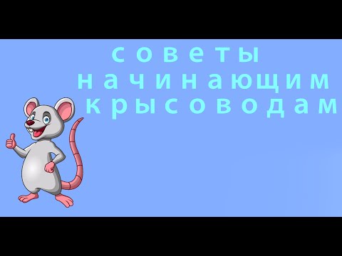 Видео: Шумные крысы  Советы начинающим крысоводам