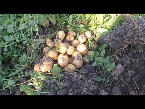 Видео: рекордный урожай картофеля 36 клубней с куста