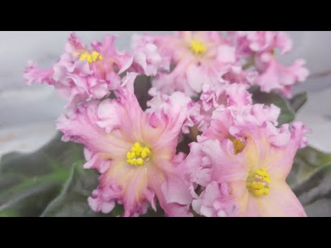 Видео: Трейлеры, мини, полумини фиалочки в моей коллекции