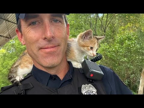 Видео: Когда система распространения кошек официально выбирает тебя 😻 Милые моменты с кошками и людьми