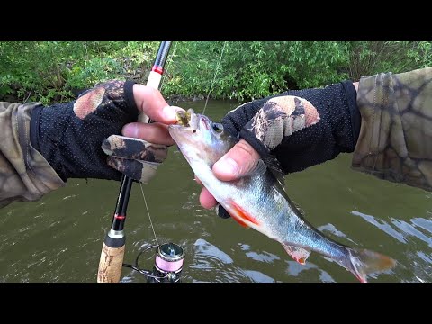 Видео: Ловля окуня на каролинскую оснастку!