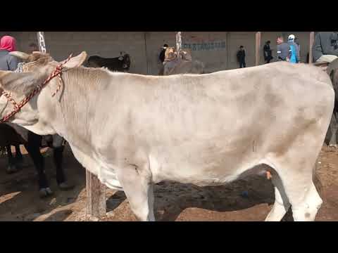 Видео: ГОВМОЛ БОЗОРИ ХОЧИ ШАРИФ НАРХУ. НАВОЙ МОЛХО7 ноября 2025 г.