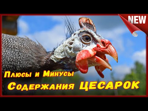 Видео: Прощай Цесарки!!! Стоит ли заводить, содержать и разводить  цесарок , все плюсы и минусы.