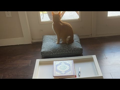 Видео: Daniella Дана Yussupbek is live!