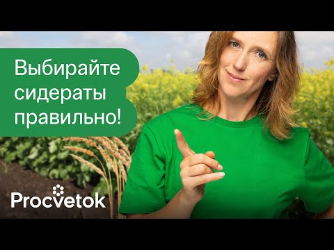 Видео: КАКИЕ СИДЕРАТЫ ЛУЧШЕ? Только так сидераты принесут пользу на вашем участке!