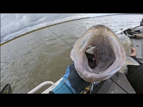 Видео: Рыбалка на хищника на Оби , судак на 5.6кг.