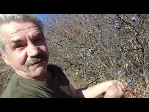 Видео: Чудо-слива для здоровья, кулинарии, праздничного стола.