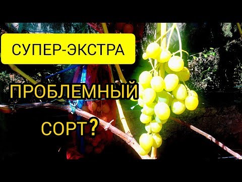 Видео: Виноград СУПЕР-ЭКСТРА/два слабых места супер-экстра,и как с этим бороться
