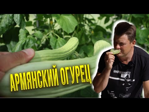 Видео: Армянский огурец - честный замер (зачеркнуто) обзор и дегустация!