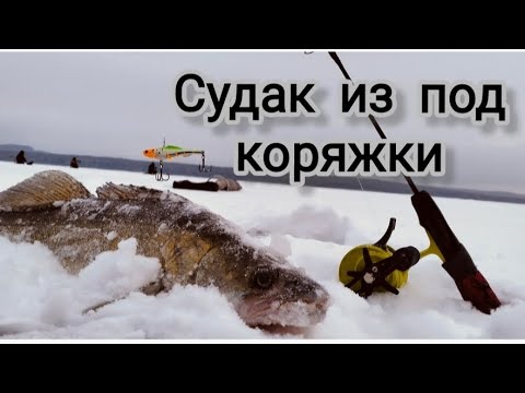 Видео: Судак из под коряжки. Оторвал новый вагнер-виб.
