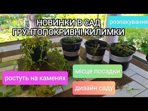 Видео: Прикупила ще грунтопокривних квітів| Ростуть на каменях|Розпаковка|Куди посадила