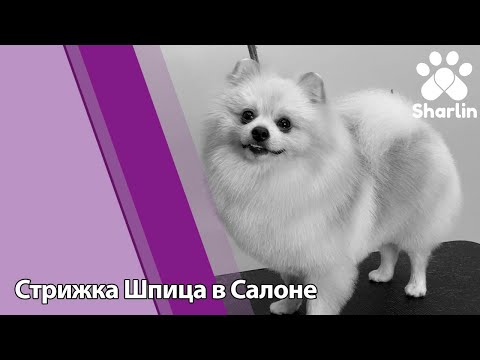 Видео: Салонный груминг шпица. Как стричь шпица в салоне?