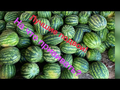 Видео: Лучшие подвои для арбуза - итог по подвоям