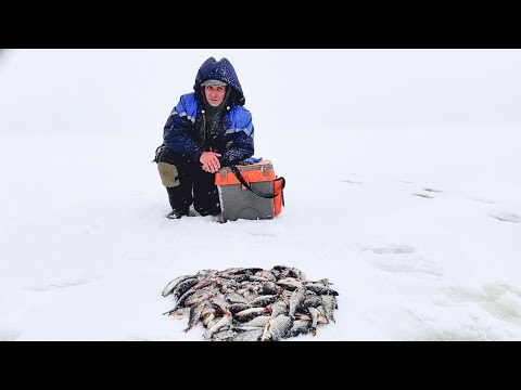 Видео: БЕШЕНЫЙ КЛЕВ .ЗАКОРМИЛ ЛУНКИ .ЗИМНЯЯ  РЫБАЛКА НА ОГРОМНОМ ОЗЕРЕ .