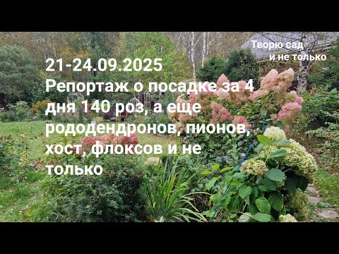 Видео: Творю сад. 21-24.09.2025. Репортаж о посадке за 4 дня 140 роз и не только.