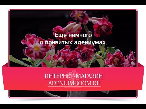 Видео: Еще немного об адаптации прививок