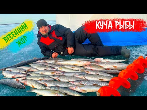 Видео: ВЕСЕННИЙ ЖОР щуки и судака! НЕ УСПЕВАЮ за жерлицами! ПОМОГИТЕ!!!