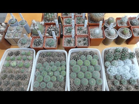 Видео: Почему Некоторые Кактусы Растут Очень Медленно