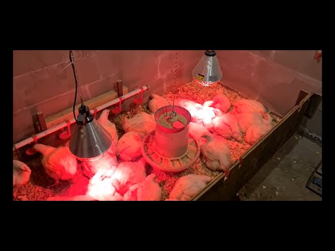 Видео: Обогрев бройлеров красными лампами, мой опыт и пример.