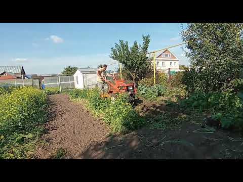 Видео: Мотоблок Кентавр продолжаем фрезировать.