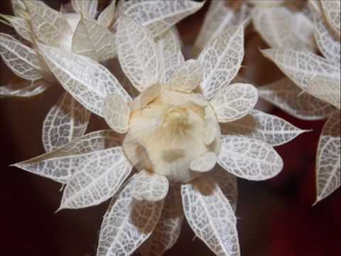 Видео: Делаем из сафлора необыкновенный цветок.Часть 1-ая.