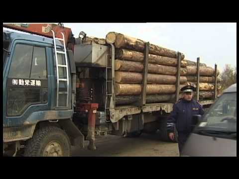 Видео: Продаю лес на корню