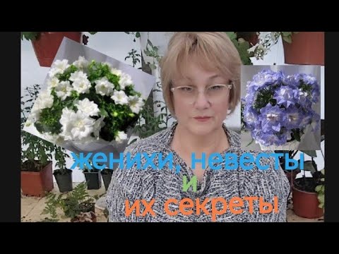 Видео: Кампанулы. Женихи, Невесты и их маленькие секреты.