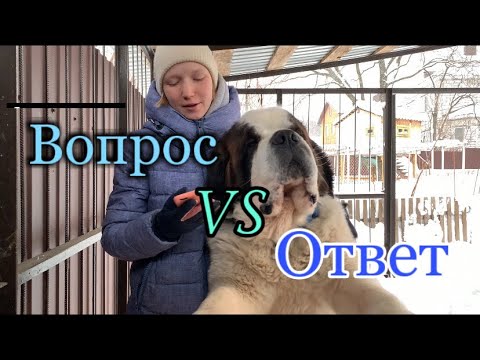 Видео: Вопрос - Ответ с БОЛЬШОЙ СОБАКОЙ | Сенбернар