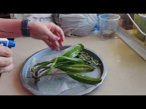 Видео: Пресаждане на фаленопсис и катлея без корени