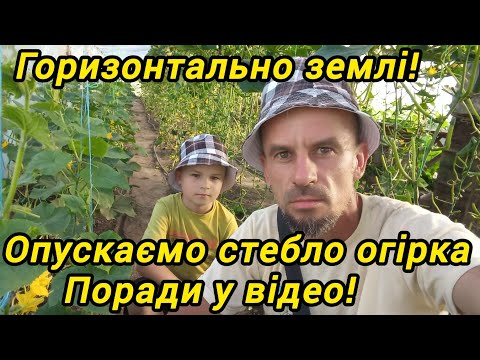 Видео: Два способи ,як опустити стебло огірка. Вирощування в одне стебло.